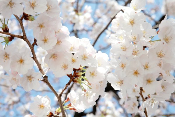 Весна высокое качество