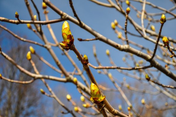 Цветущие деревья