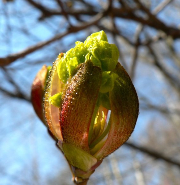 Цветущие деревья весной