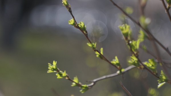 Весна почки