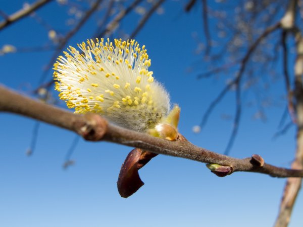 Цветёт абрикос куст