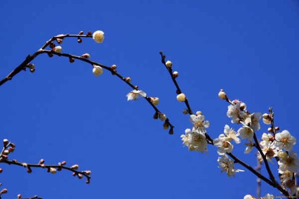 Яблоня Вербное