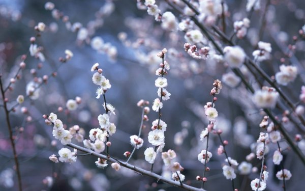 Майский Цветущий Яблоневый сад