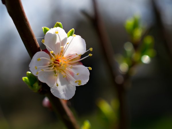 Весенний пейзаж
