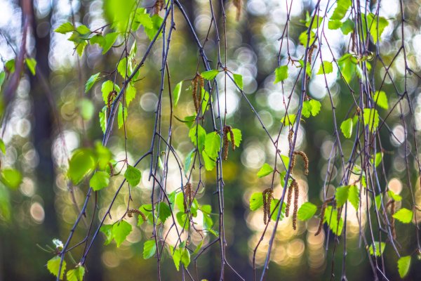 Весенние листочки