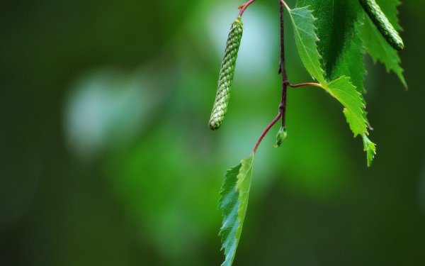 Красива ветка березы