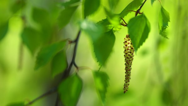 Ветки береза