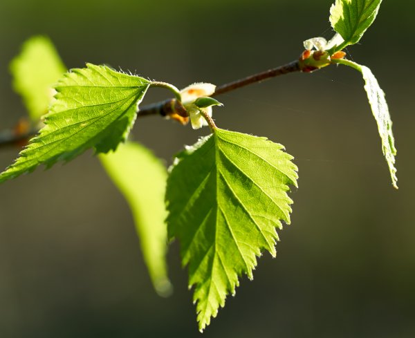 Липа распускание листочков