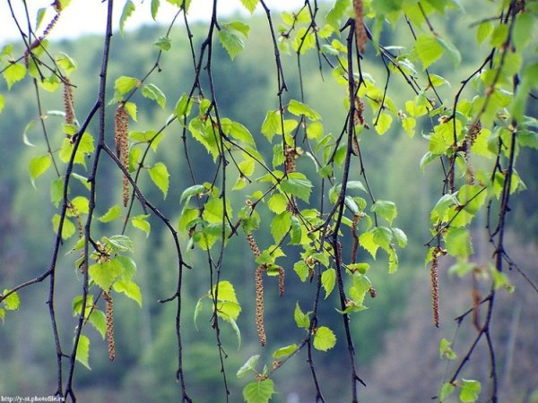 Береза распускается весной