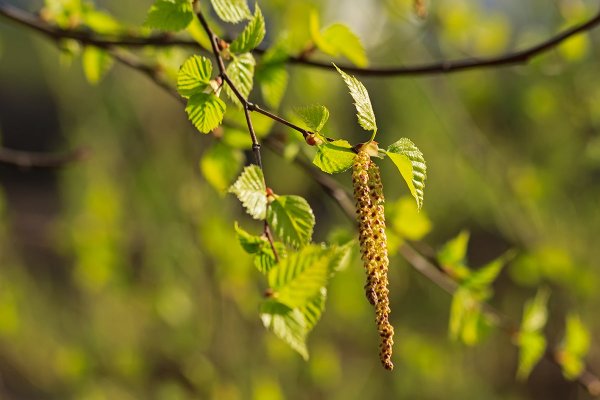 Молодые листья березы