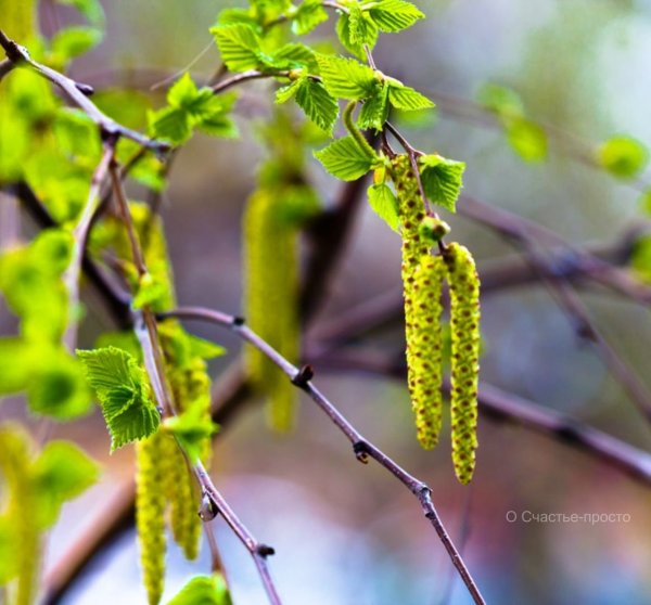 Фото береёзовой Рощи с серёжками Весна