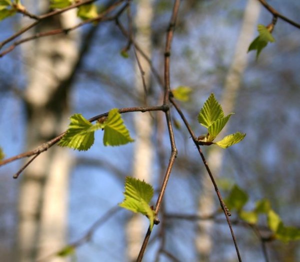 Первые листочки весной