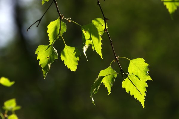 Березовый лист