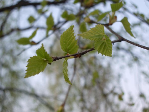 Береза первые листья