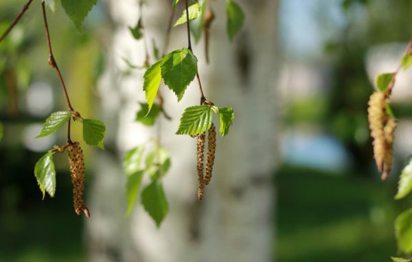 Береза весной