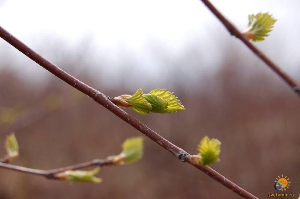 Распускающиеся почки березы