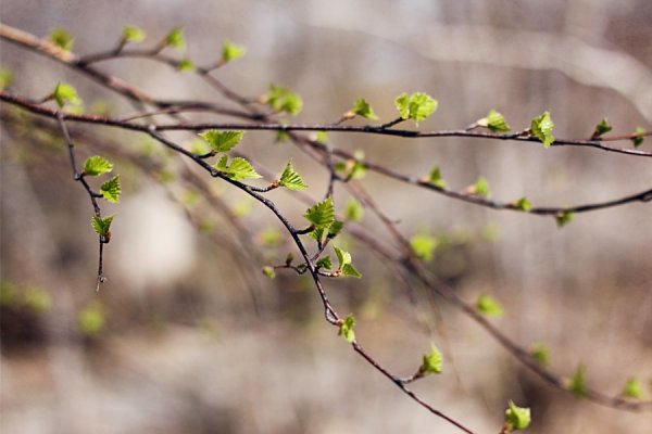 Первые листочки на деревьях