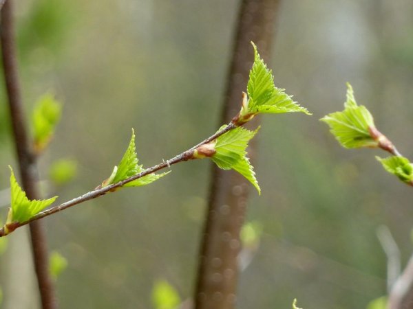 Распускание берёзовых почек