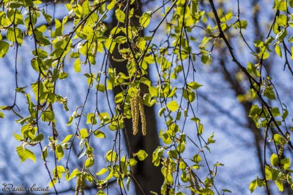 Береза цветет