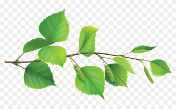 Березовые бруньки вектор