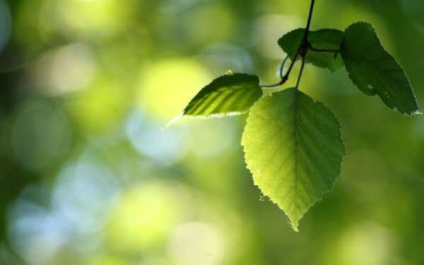 Весенние листья