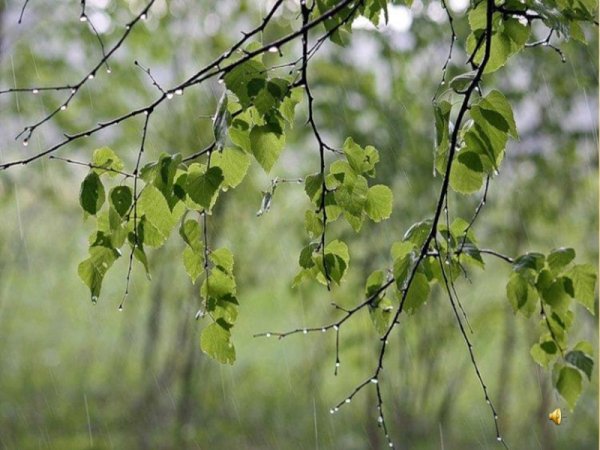 Береза после дождя