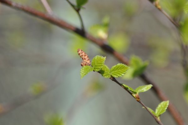 Нераспустившиеся почки березы