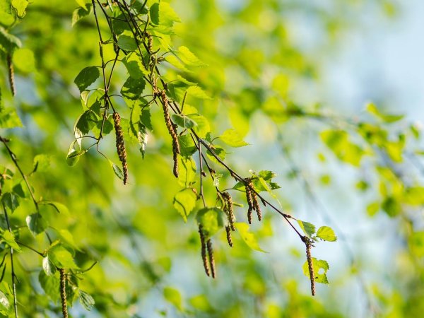 Ветки березы на фоне неба