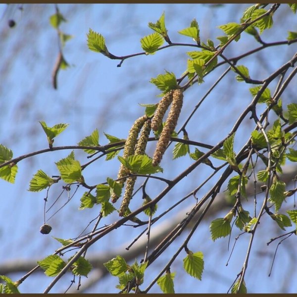 Распускание берёзовых почек