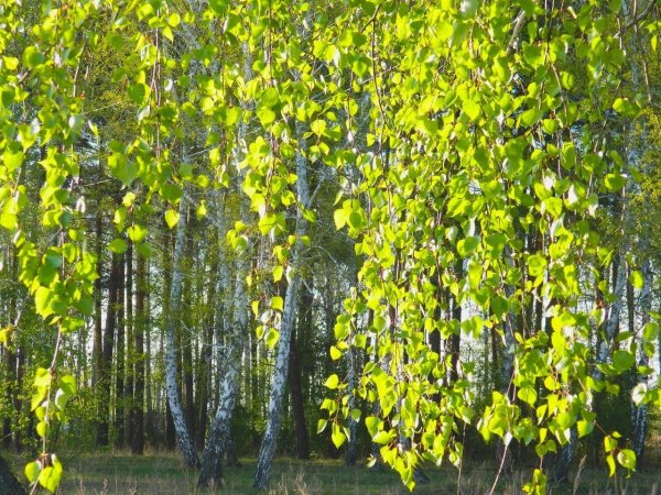 Березовые бруньки висячие