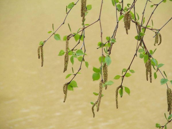 Дерево с зелеными сережками