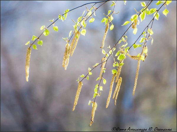 Ветка березы с сережками