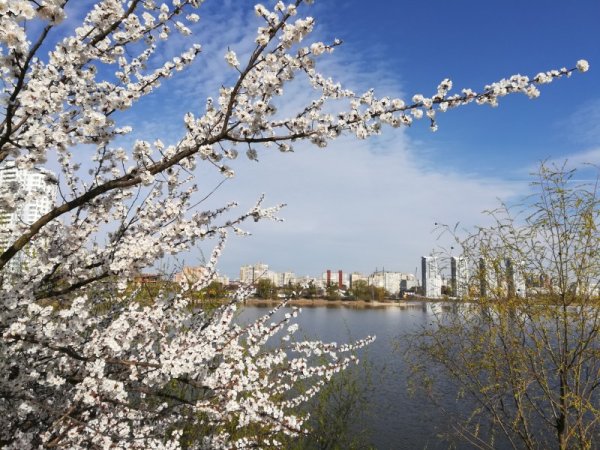 Природа весной в городе
