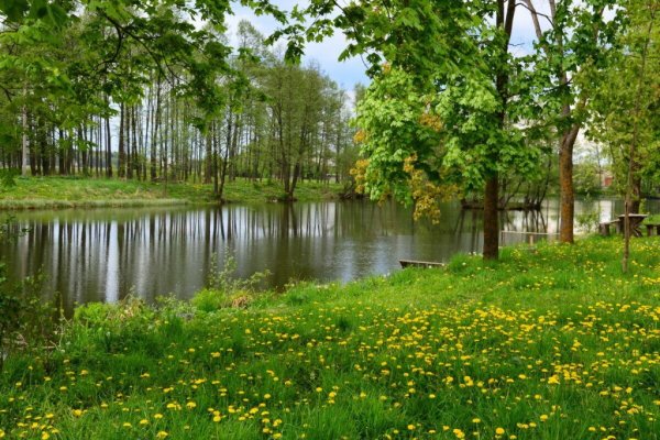 Природа Забайкалья багульник