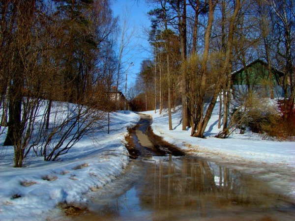 Цветет черемуха в деревне река