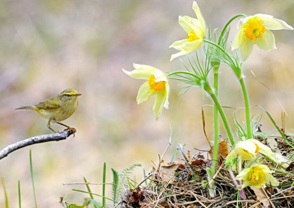 Маленькая Весенняя птичка