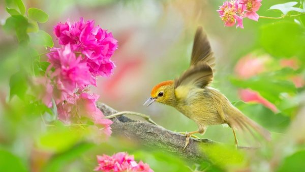 Красивая природа с птичками