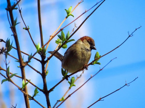 Птицы весной