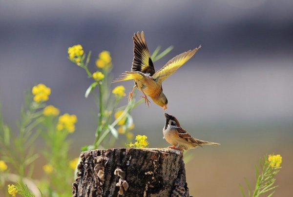 Счастливая птица