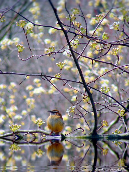 Весенние птички