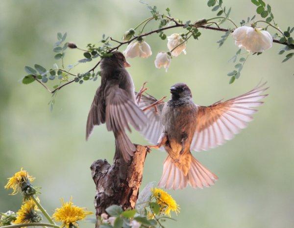 Цветы и птицы