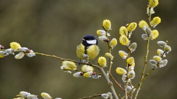 Ранняя Весна птицы