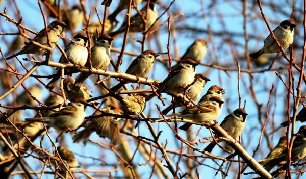 Природа просыпается