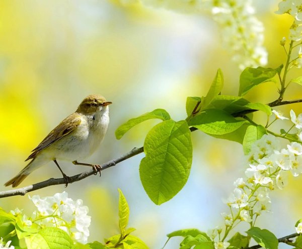 Соловей на закате