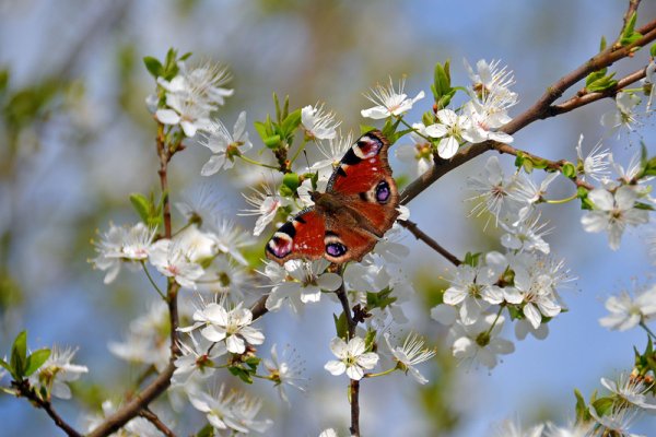 Утро птицы солнце