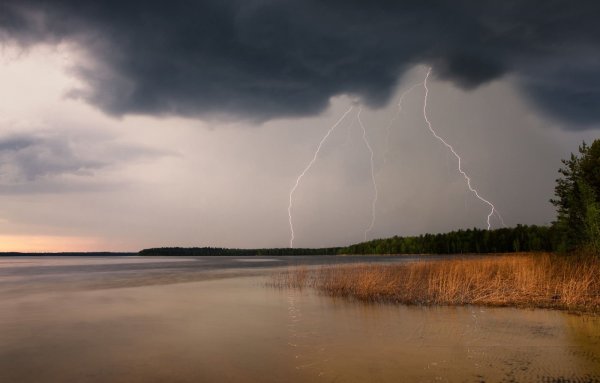 Весенние розы