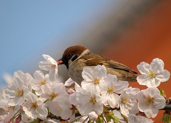 Голубь с веточкой