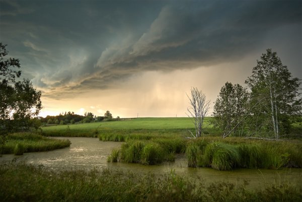 Весенние розы