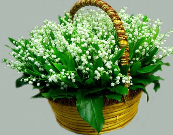 Красивые цветы в кувшине
