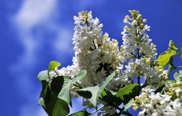 Весна цветет сирень